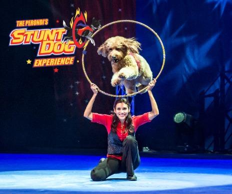 stunt dogs image